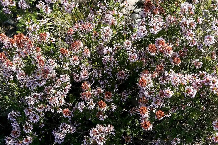070 | 2008 | Serra De Montserrat | © carsten riede fotografie