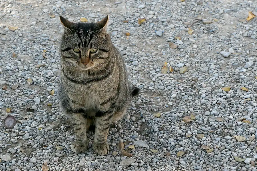071 | 2008 | Serra De Montserrat | © carsten riede fotografie