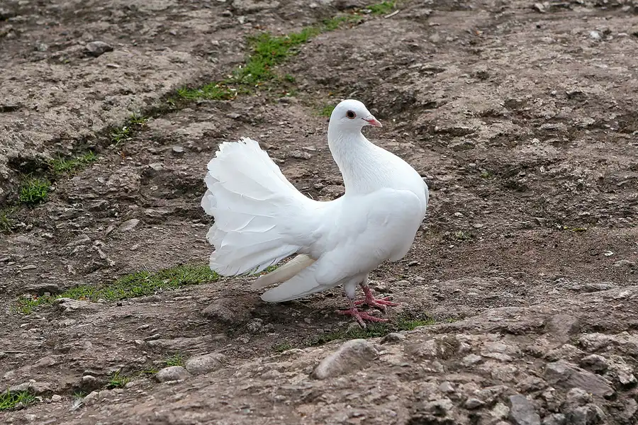 063 | 2009 | Eisenach | Wartburg | © carsten riede fotografie
