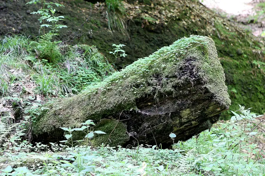071 | 2009 | Thüringer Wald | Drachenschlucht | © carsten riede fotografie