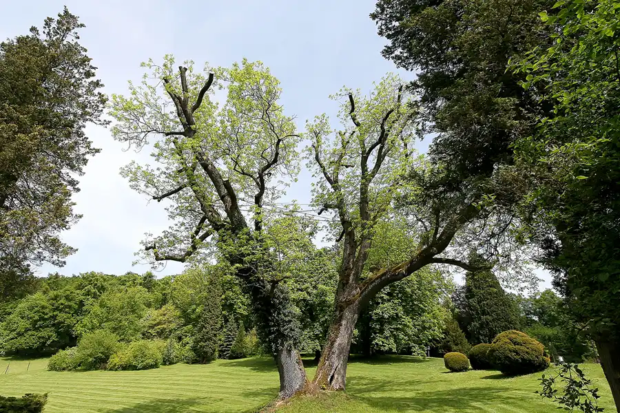 083 | 2009 | Altenstein | Schlosspark | © carsten riede fotografie