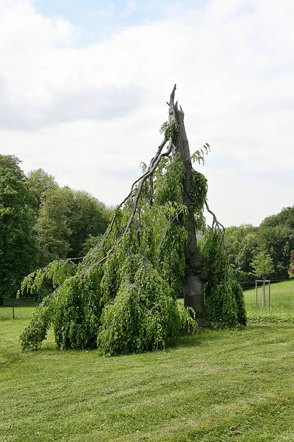 084 | 2009 | Altenstein | Schlosspark | © carsten riede fotografie