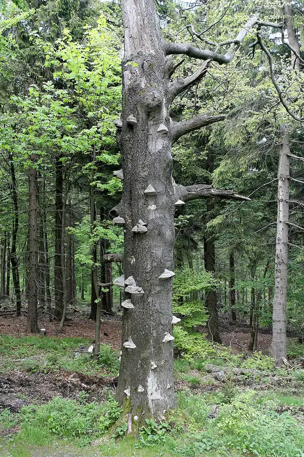 105 | 2009 | Thüringer Wald | Grenzwiese | © carsten riede fotografie