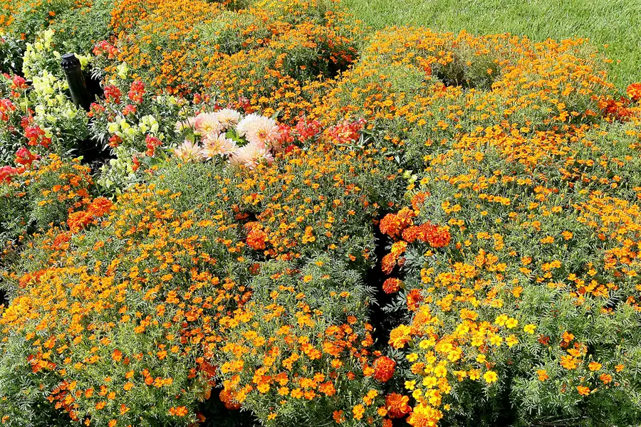 003 | 2009 | Oranienburg | Landesgartenschau | © carsten riede fotografie