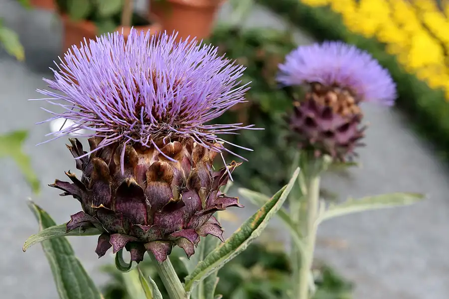 006 | 2009 | Oranienburg | Landesgartenschau | © carsten riede fotografie