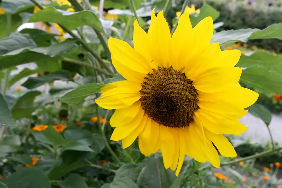 007 | 2009 | Oranienburg | Landesgartenschau | © carsten riede fotografie