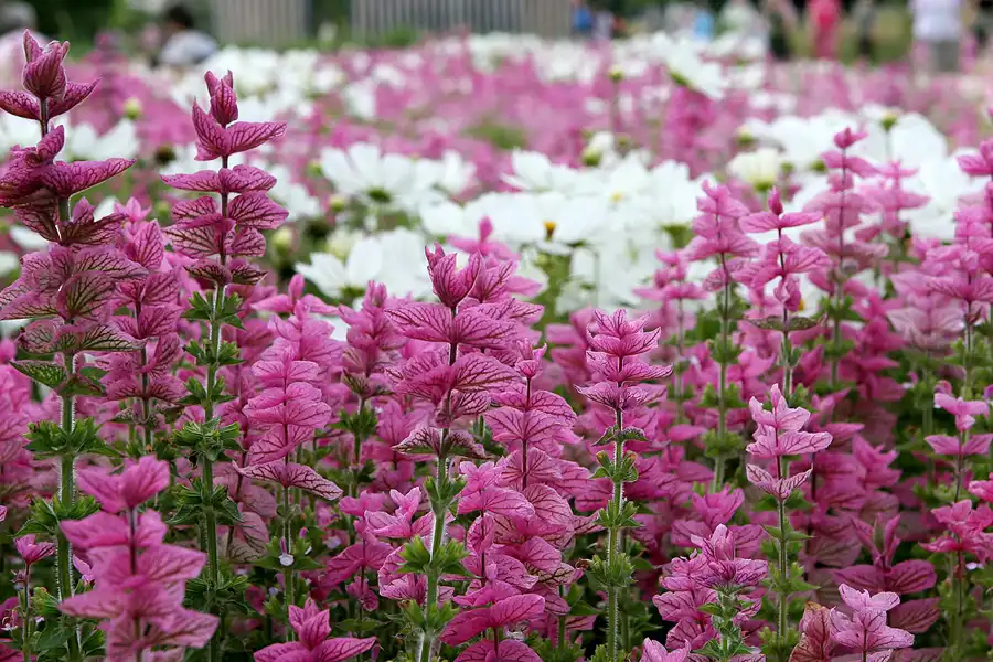 010 | 2009 | Oranienburg | Landesgartenschau | © carsten riede fotografie