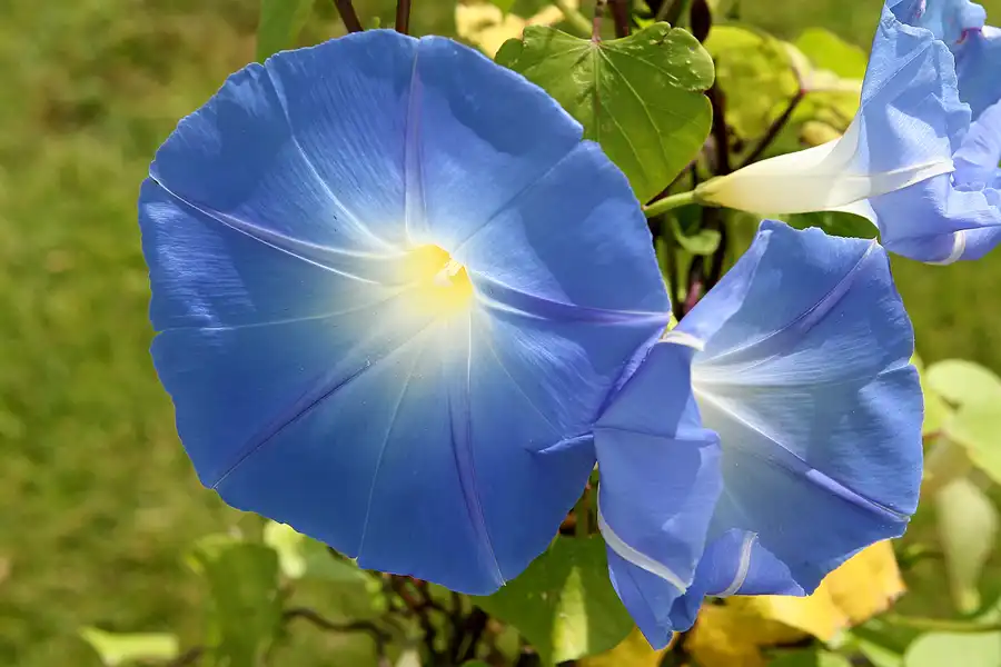 012 | 2009 | Oranienburg | Landesgartenschau | © carsten riede fotografie