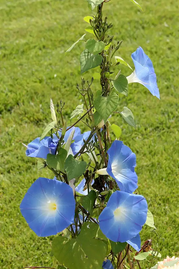 013 | 2009 | Oranienburg | Landesgartenschau | © carsten riede fotografie