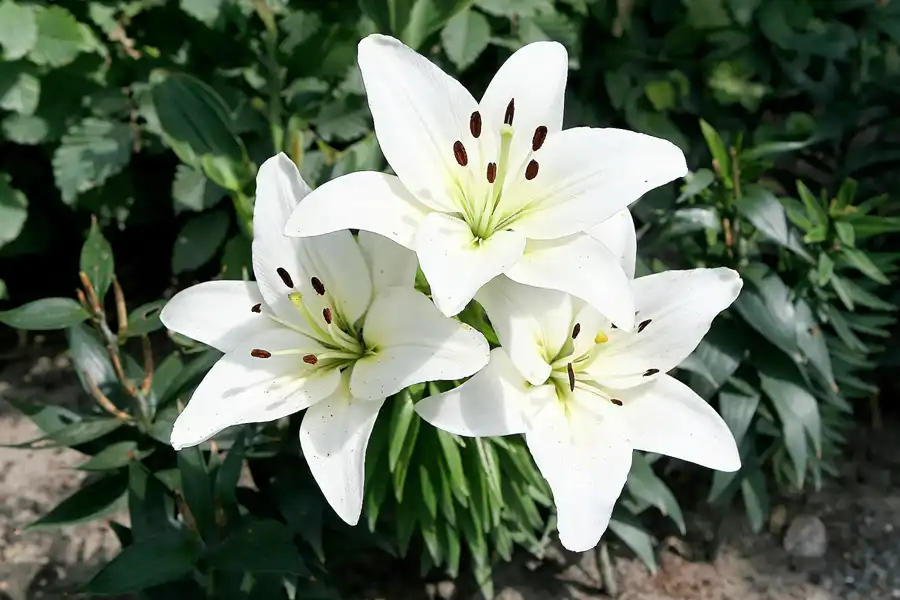 015 | 2009 | Oranienburg | Landesgartenschau | © carsten riede fotografie