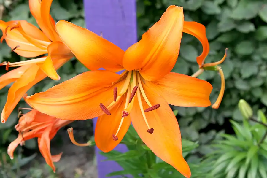 016 | 2009 | Oranienburg | Landesgartenschau | © carsten riede fotografie