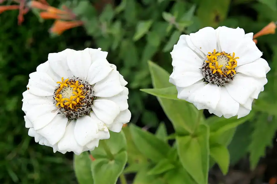 021 | 2009 | Oranienburg | Landesgartenschau | © carsten riede fotografie