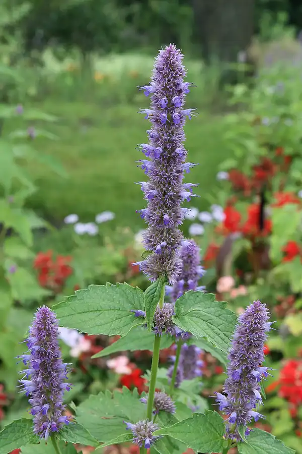 022 | 2009 | Oranienburg | Landesgartenschau | © carsten riede fotografie