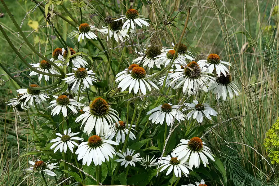 024 | 2009 | Oranienburg | Landesgartenschau | © carsten riede fotografie