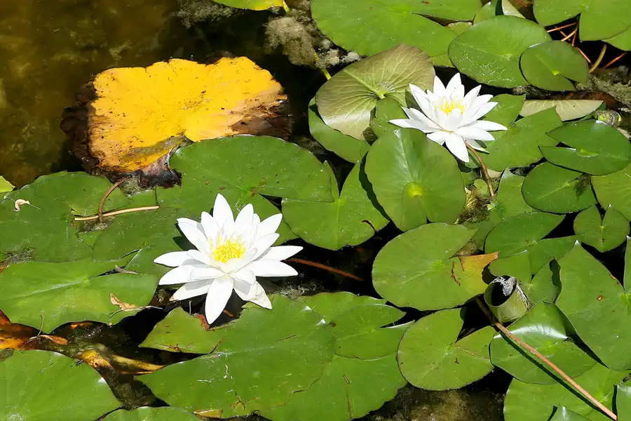 045 | 2009 | Oranienburg | Landesgartenschau | © carsten riede fotografie