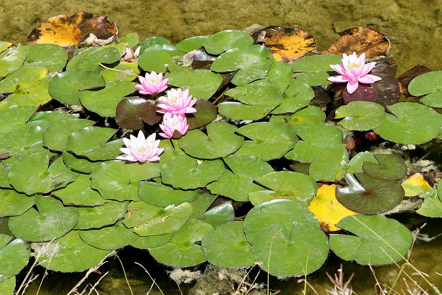 046 | 2009 | Oranienburg | Landesgartenschau | © carsten riede fotografie