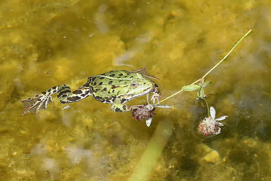 047 | 2009 | Oranienburg | Landesgartenschau | © carsten riede fotografie