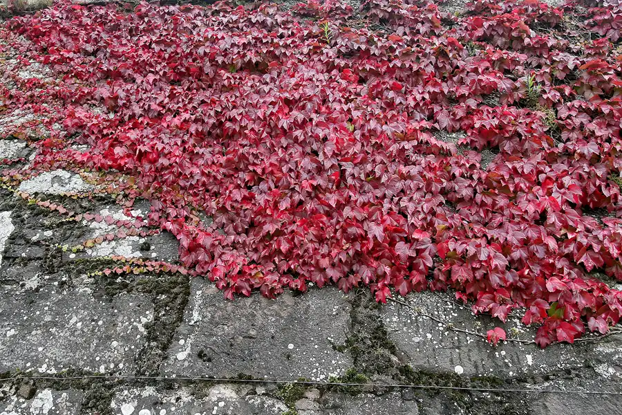 083 | 2009 | Fort George | © carsten riede fotografie
