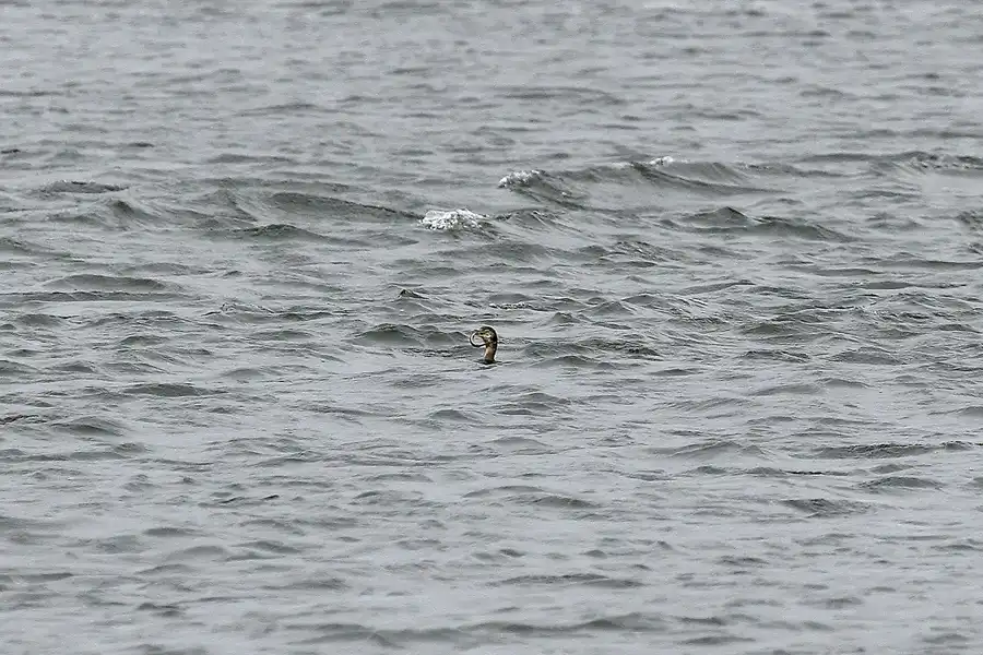 096 | 2009 | Fortrose | Chanonry Point | © carsten riede fotografie