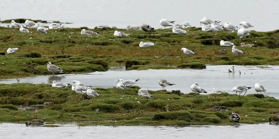 109 | 2009 | Balblair | © carsten riede fotografie