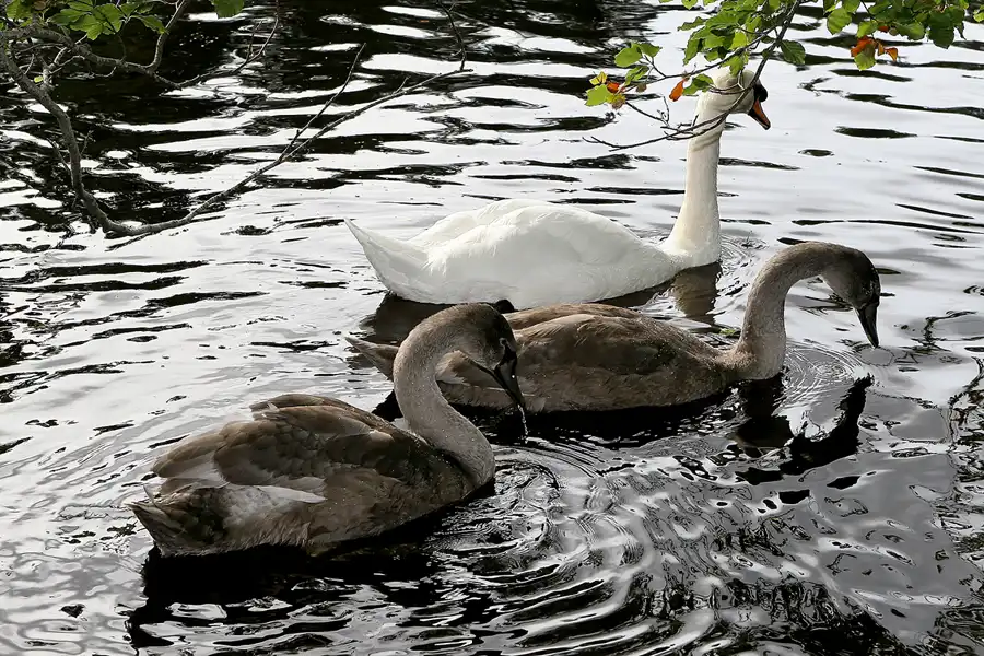 133 | 2009 | Brodie Castle | © carsten riede fotografie