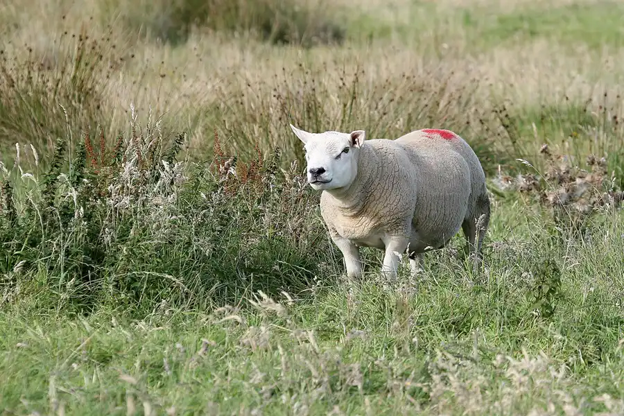 050 | 2009 | Highlands Route A99 | Noss Head | © carsten riede fotografie