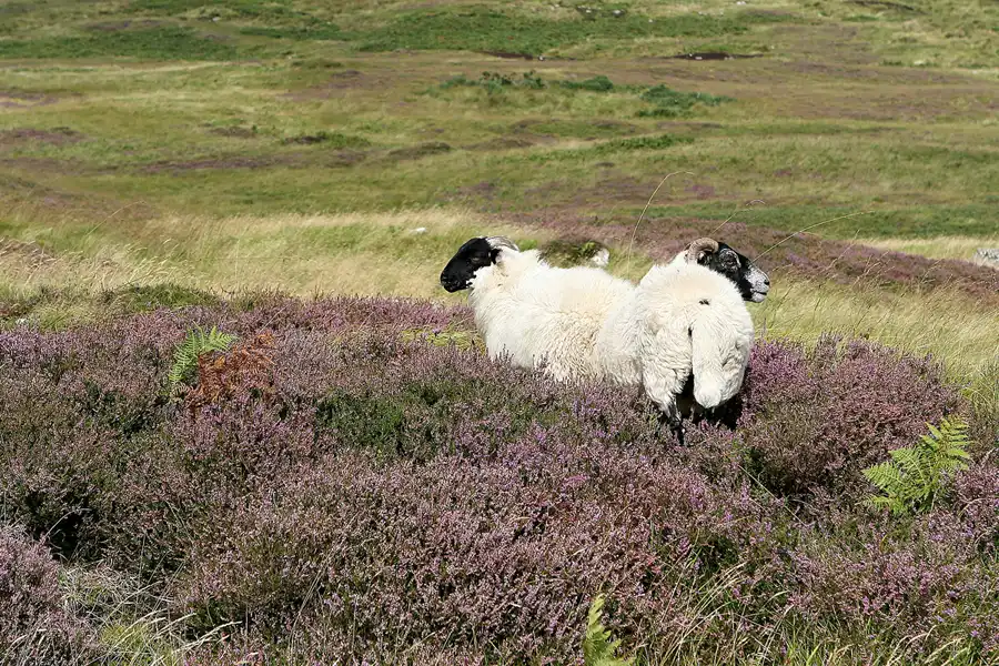 007 | 2009 | Highlands Route A836 + A838 | © carsten riede fotografie