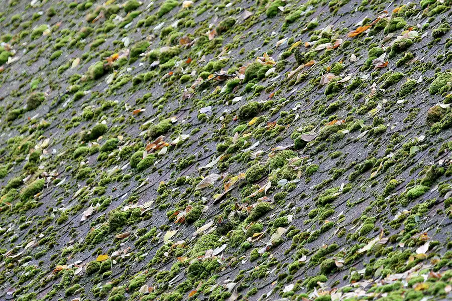 061 | 2009 | Berlin | Spreepark | © carsten riede fotografie