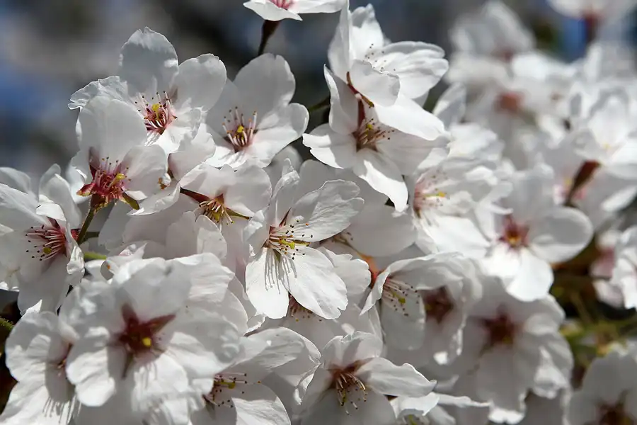 003 | 2010 | Berlin | Gärten der Welt im Erholungspark Marzahn | © carsten riede fotografie