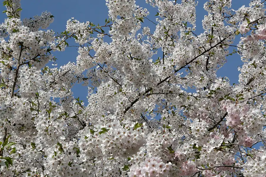 006 | 2010 | Berlin | Gärten der Welt im Erholungspark Marzahn | © carsten riede fotografie