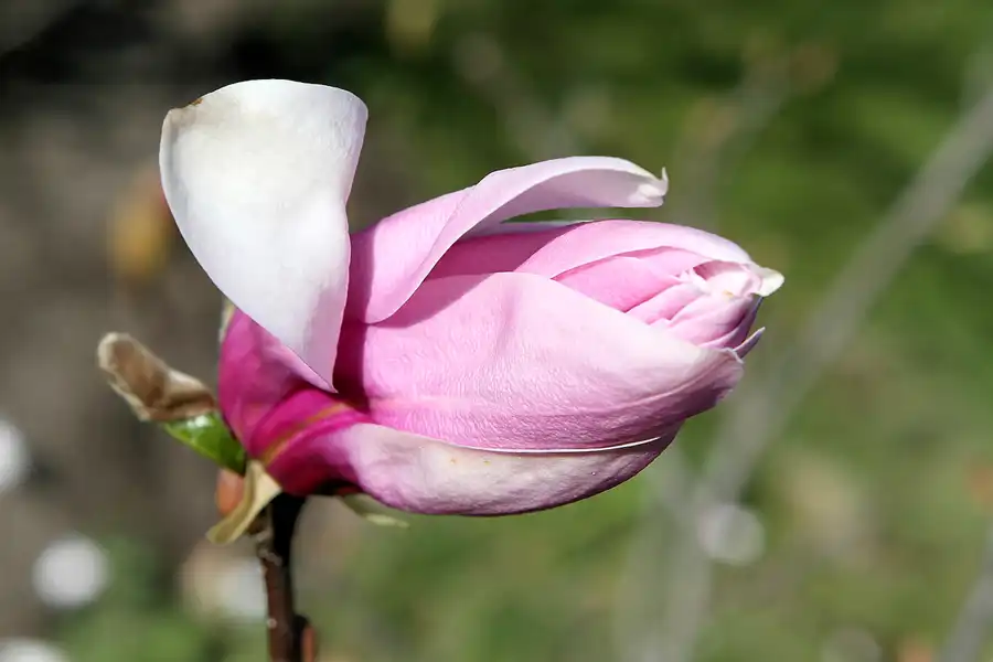 024 | 2010 | Berlin | Gärten der Welt im Erholungspark Marzahn | © carsten riede fotografie