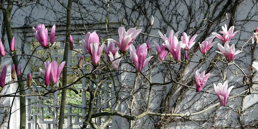 026 | 2010 | Berlin | Gärten der Welt im Erholungspark Marzahn | © carsten riede fotografie
