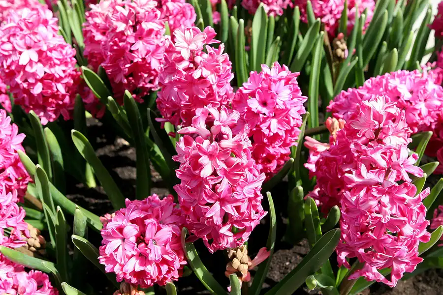 049 | 2010 | Berlin | Gärten der Welt im Erholungspark Marzahn | © carsten riede fotografie