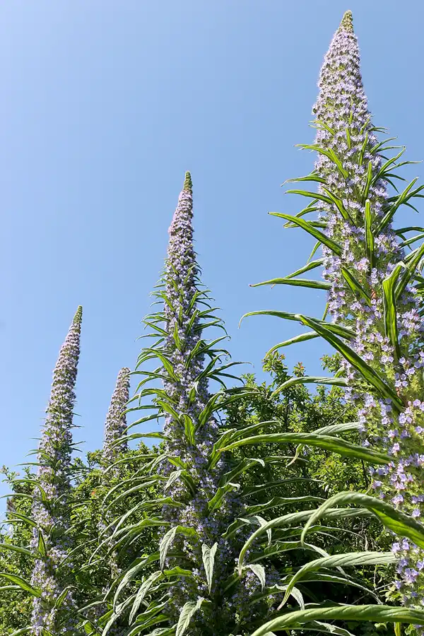 082 | 2010 | Guernsey | Moulin Huet Bay | © carsten riede fotografie
