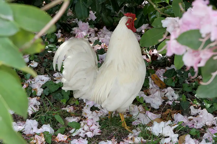 114 | 2010 | Guernsey | Sausmarez Manor | © carsten riede fotografie