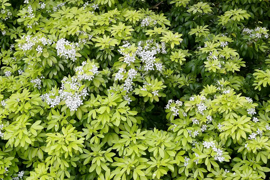 116 | 2010 | Guernsey | Sausmarez Manor | © carsten riede fotografie