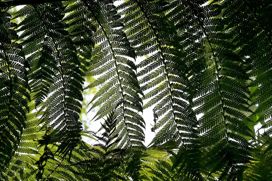 125 | 2010 | Guernsey | Sausmarez Manor | © carsten riede fotografie