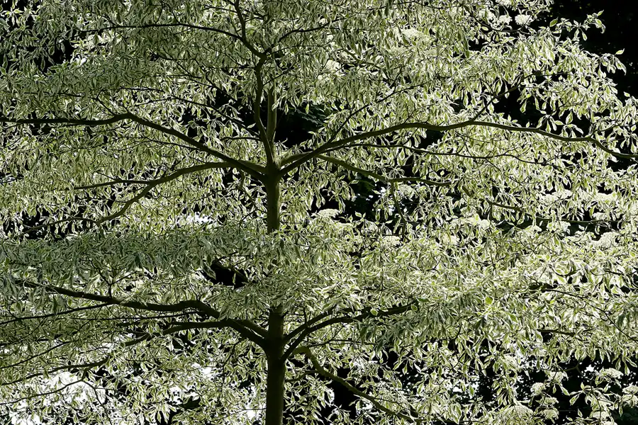 136 | 2010 | Guernsey | Sausmarez Manor | © carsten riede fotografie