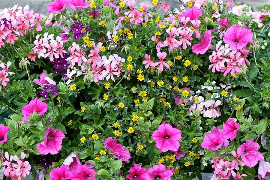 164 | 2010 | Guernsey | St. Peter Port | © carsten riede fotografie