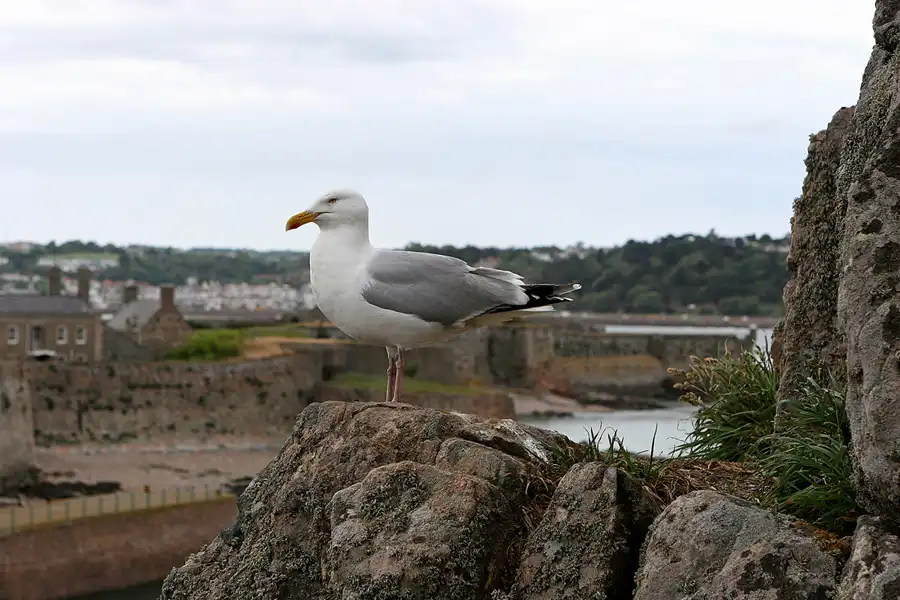 119 | 2010 | Jersey | St. Helier – Elizabeth Castle | © carsten riede fotografie