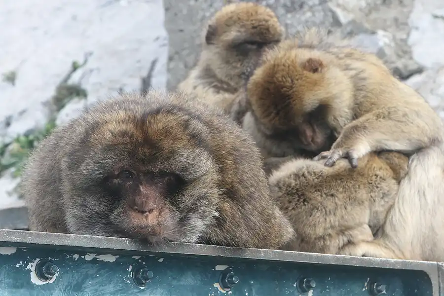 008 | 2011 | Gibraltar | © carsten riede fotografie
