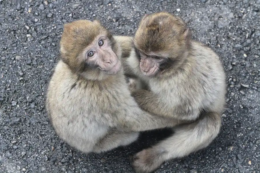 011 | 2011 | Gibraltar | © carsten riede fotografie