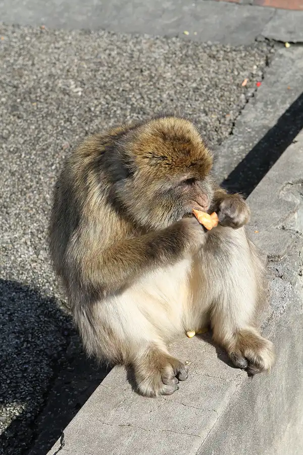016 | 2011 | Gibraltar | © carsten riede fotografie