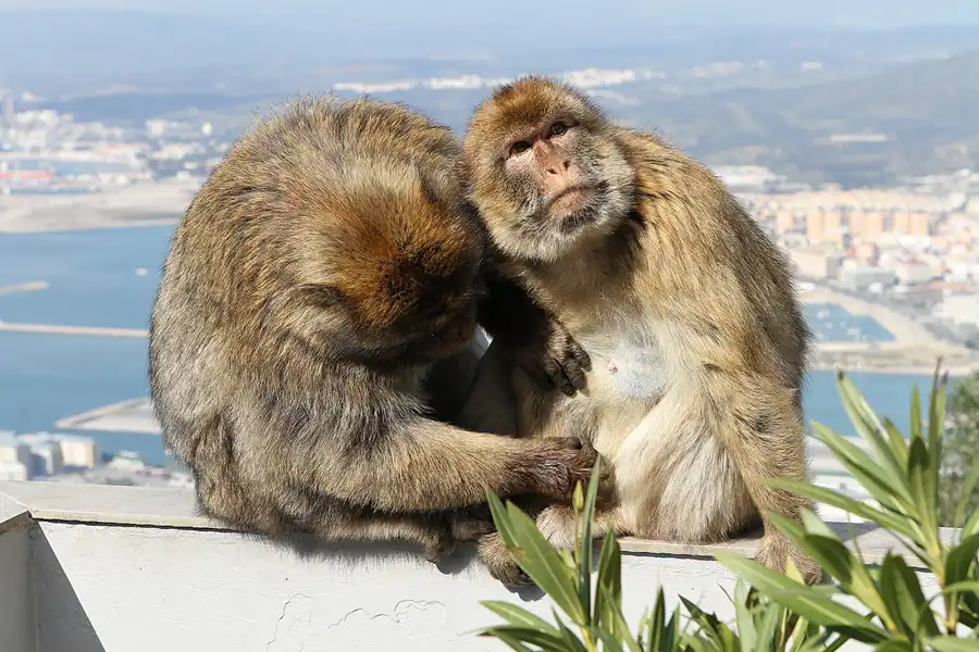 018 | 2011 | Gibraltar | © carsten riede fotografie