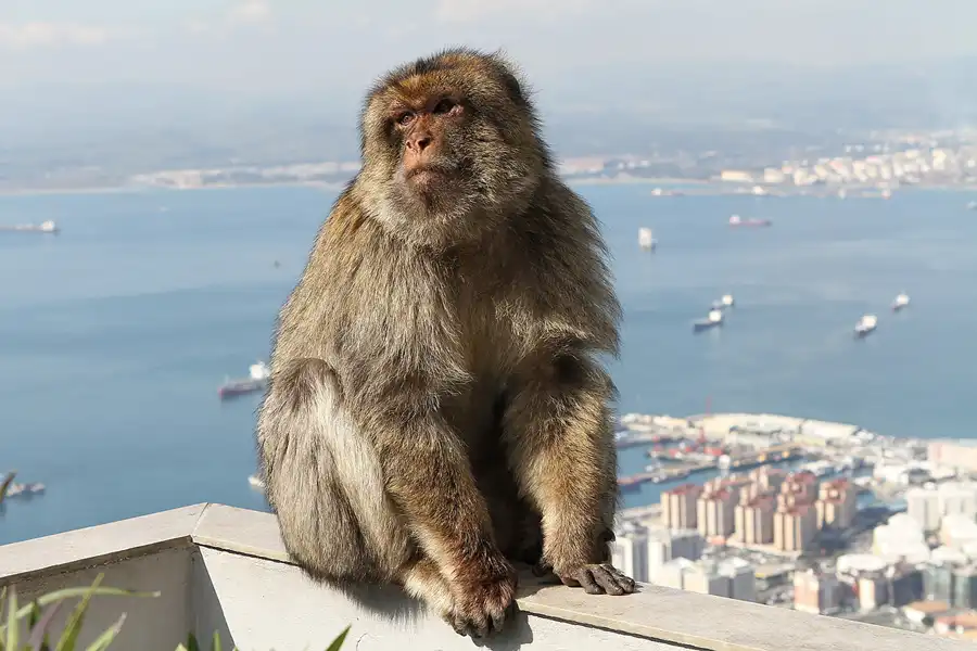 019 | 2011 | Gibraltar | © carsten riede fotografie