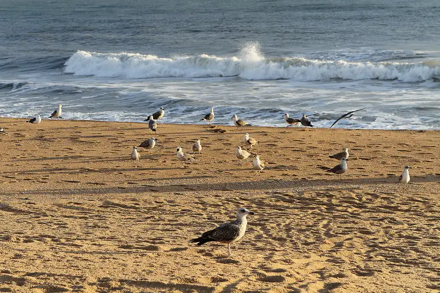 122 | 2011 | Quarteira | © carsten riede fotografie