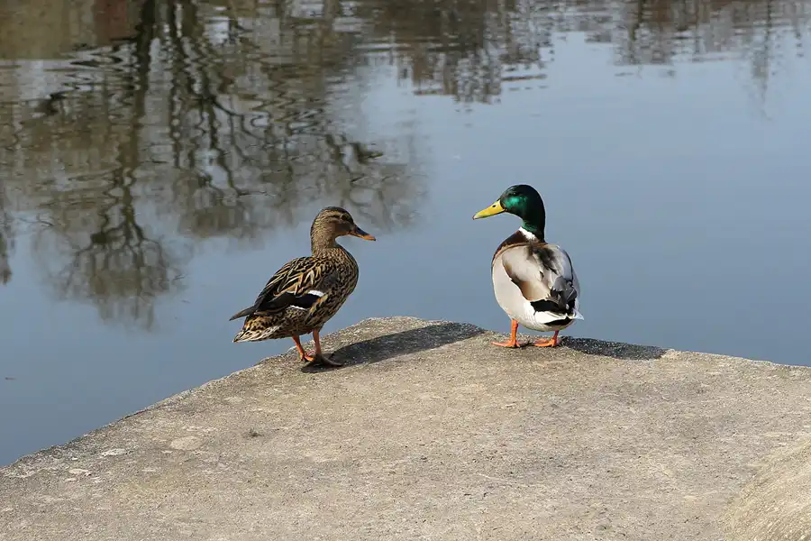 078 | 2011 | Berlin | Fennpfuhl | © carsten riede fotografie