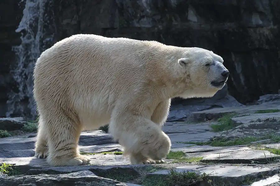 001 | 2011 | Berlin | Tierpark Friedrichsfelde | © carsten riede fotografie