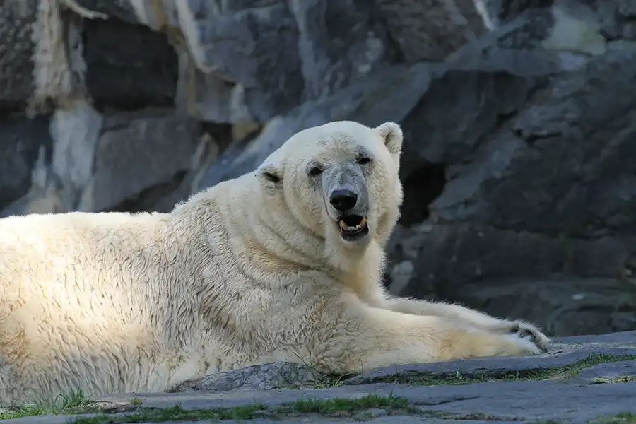 003 | 2011 | Berlin | Tierpark Friedrichsfelde | © carsten riede fotografie