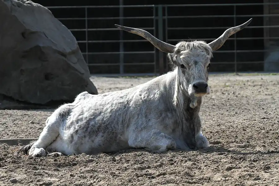 008 | 2011 | Berlin | Tierpark Friedrichsfelde | © carsten riede fotografie